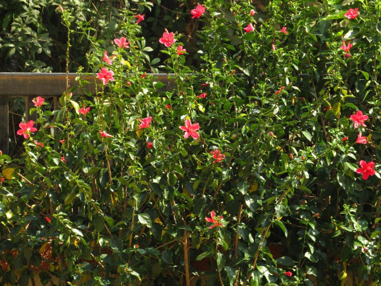 City Palace Resort Lonavala Luaran gambar